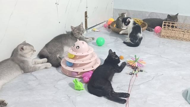 You Laugh You LoseFunniest Dogs and Cats 2024