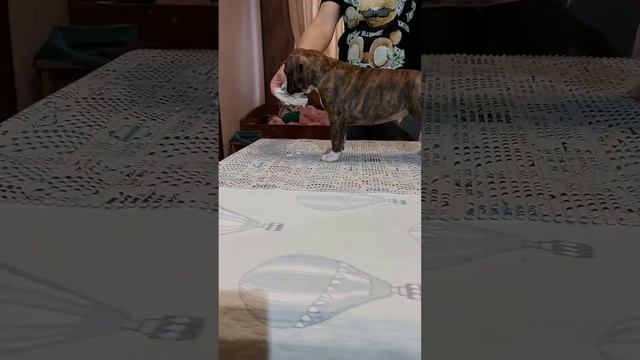 ЖАСПАР РАМСЕС ИЗ ДОМА ЛАНКАСТЕР (45 дней) смотреть онлайн