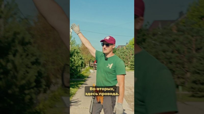 Зачем обрезать сосну!?  #сад #дача #сосна #обрезка #ниваки