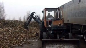 Юмз Петушок_погрузка буряка