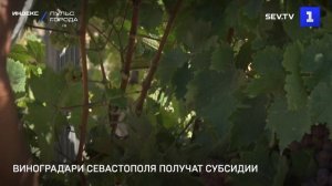 Виноградари и виноделы Севастополя получат субсидии