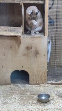 Каракал моется