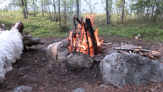 Горение костра в лесу 4к смотреть онлайн