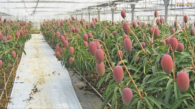 WOW! Amazing Agriculture Technology - Mango
