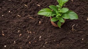 Как сажать рассаду петунии в уличные горшки - Советы для цветника