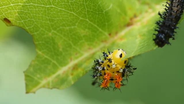 Cecropia caterpillar munching cherry 6-28-2011 смотреть онлайн