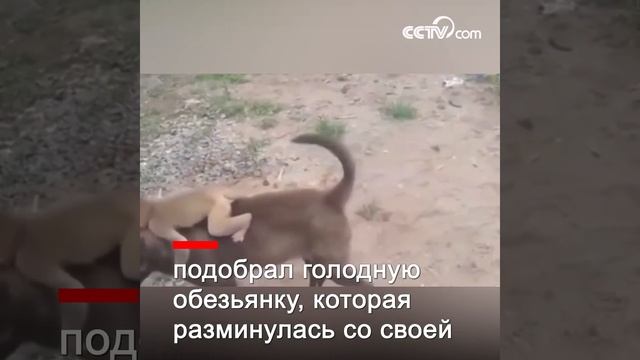Индийский умный щенок принес на спине потерявшуюся обезьяну в полицию смотреть онлайн