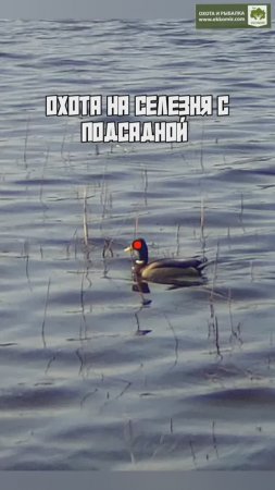 Работа дратхаара Лотты