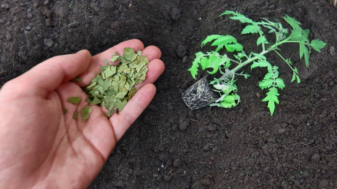 🚀 "КИНЬТЕ ЭТО В ЛУНКУ ПРИ ПОСАДКЕ! Томаты, огурцы, перец взрывной рост +100% урожай