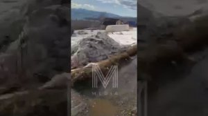 Крысы размером с кошку.Петропавловск.Камчатка.Экология.Мусор.