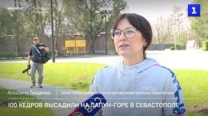 100 кедров высадили на Сапун-горе в Севастополе