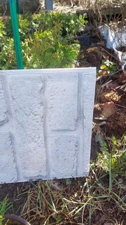 Саженцы туи зап Микки ГАЛИСАД ЧЕРЕПОВЕЦ