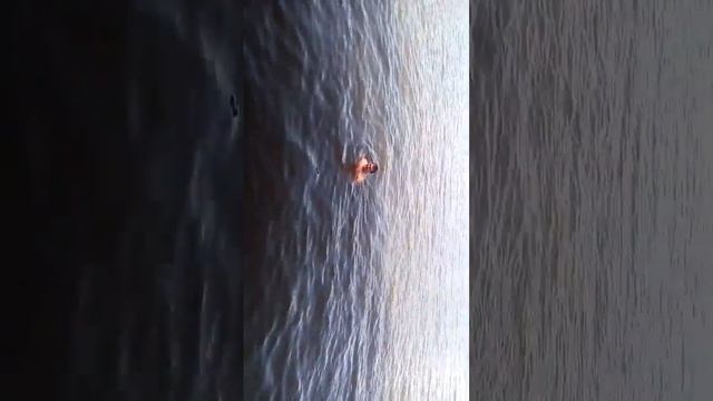 Купание в выгребной яме! смотреть онлайн