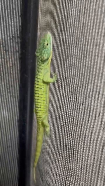 Hermosa especie endémica de México, Abronia graminea🦎 смотреть онлайн