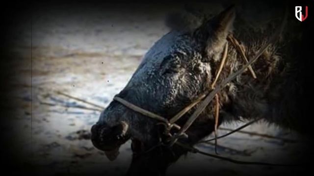 МОНГОЛ МОРИНЫ ТУХАЙ ГАЙХАЛТАЙ ТҮҮХ смотреть онлайн