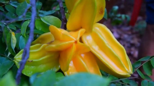 La carambola, ¡una fruta con futuro! смотреть онлайн