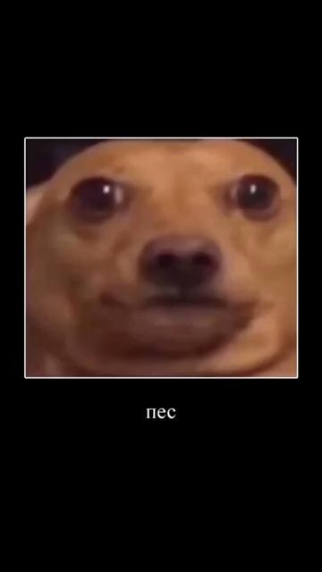 Каже пес гав гав каже пес будешь майонез