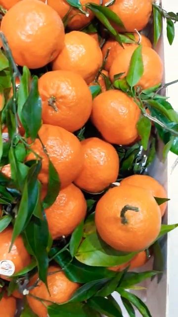 FRESH MANDARIN ORANGES #shorts #fruits #foods смотреть онлайн