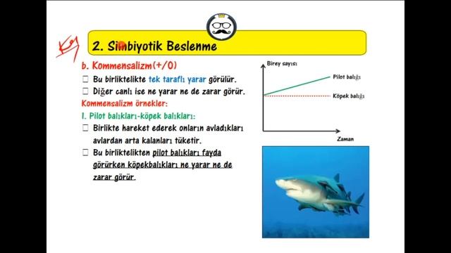 KOMÜNİTEDE SİMBİYOTİK İLİŞKİ смотреть онлайн