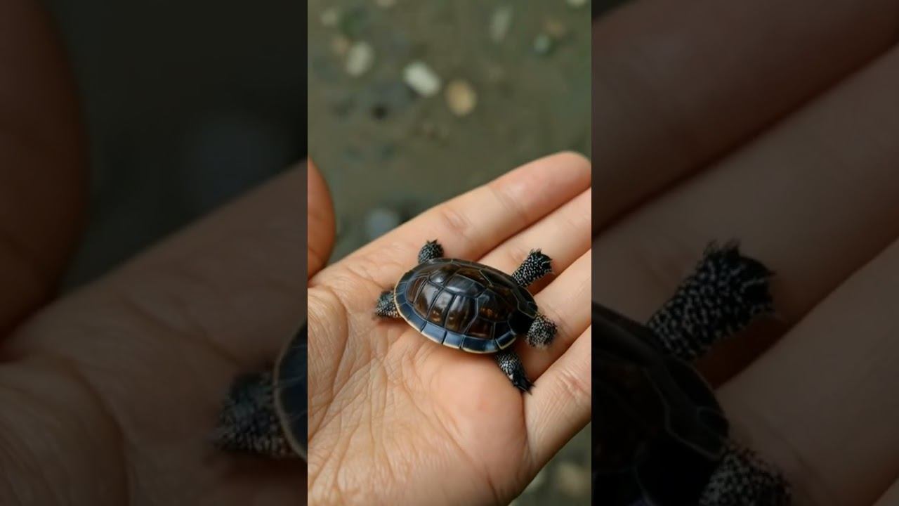 little turtle #cute смотреть онлайн
