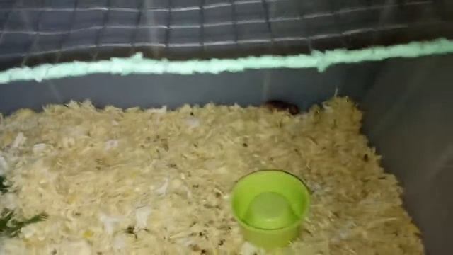 Хомячата путешественники смотреть онлайн