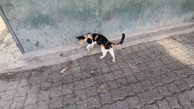 A cute cat woke up and tried to kiss the camera смотреть онлайн