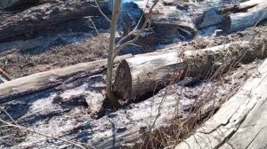 деревенские будни