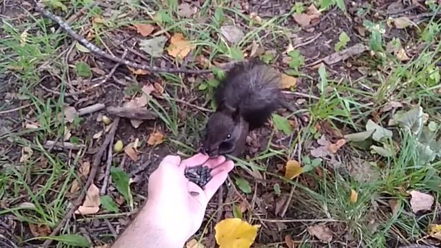 Чёрной белочке хорошо зашли семки! Даже запасы сделала смотреть онлайн