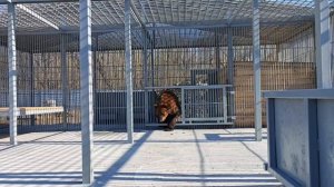 Медведь в барнаульском зоопарке