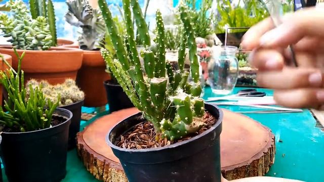 Cara Merawat & Memperbanyak Kaktus Opuntia Tuna Monstruosa смотреть онлайн