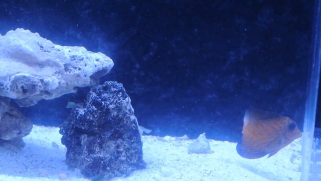 Chevron Tang for sale смотреть онлайн