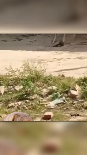 Смешная Битва Собаки Против Мангуста смотреть онлайн