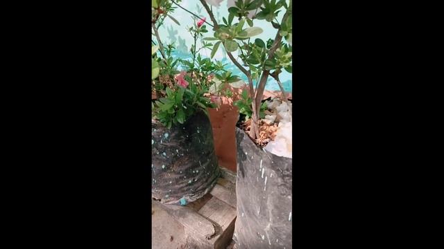how to grow n take care Azalea Flowers...for many years#home gardening#flowers lover