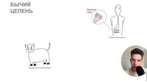 БЫЧИЙ ЦЕПЕНЬ жизенный цикл | ЕГЭ ОГЭ Биология
