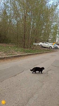 Встреча с черным котом. Красавец!
