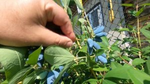 Аврора сорт жимолости 6:06:2024г.