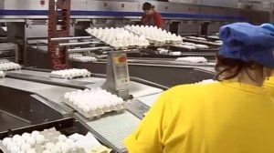 окская птицефабрика 10-10-2011