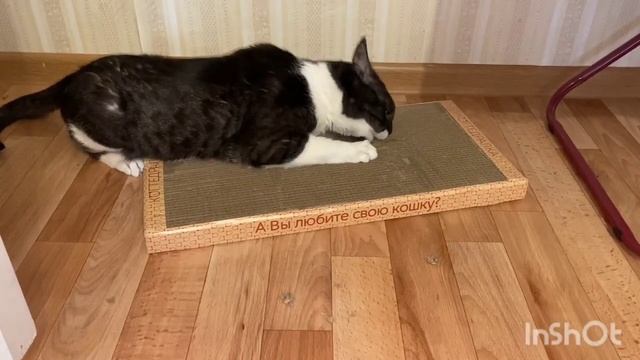 Мурзик безумно влюблен в свою когтеточку-лежанку😁 смотреть онлайн