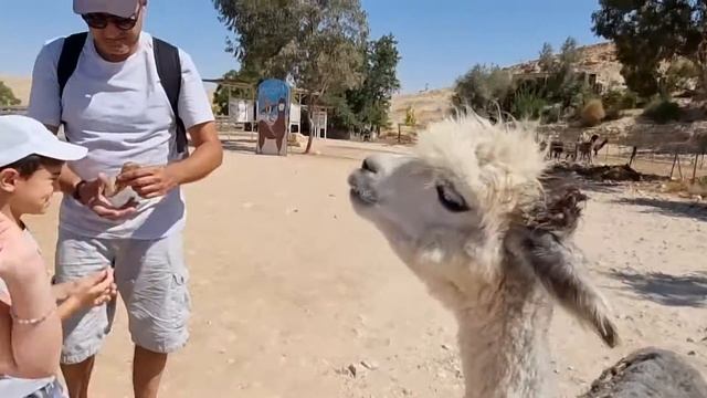 красивая лама смотреть онлайн