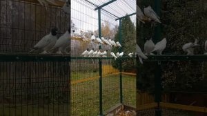 Голуби ( Чёрноголовые, жёлтоголовые).