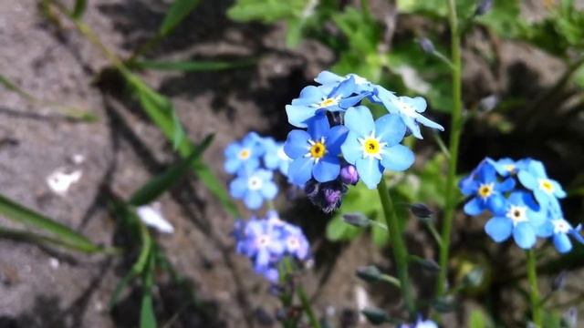 Wood Forget-me-not (Myosotis Sylvatica) - 2012-05-11 смотреть онлайн