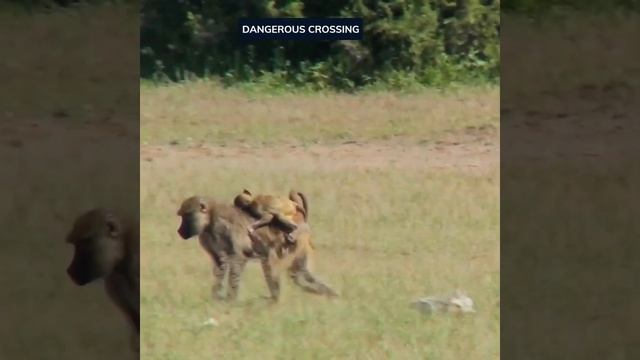 Baboons and young are vulnerable to predators. Push comment below. 👇#shorts #facts #love #cat смотреть онлайн