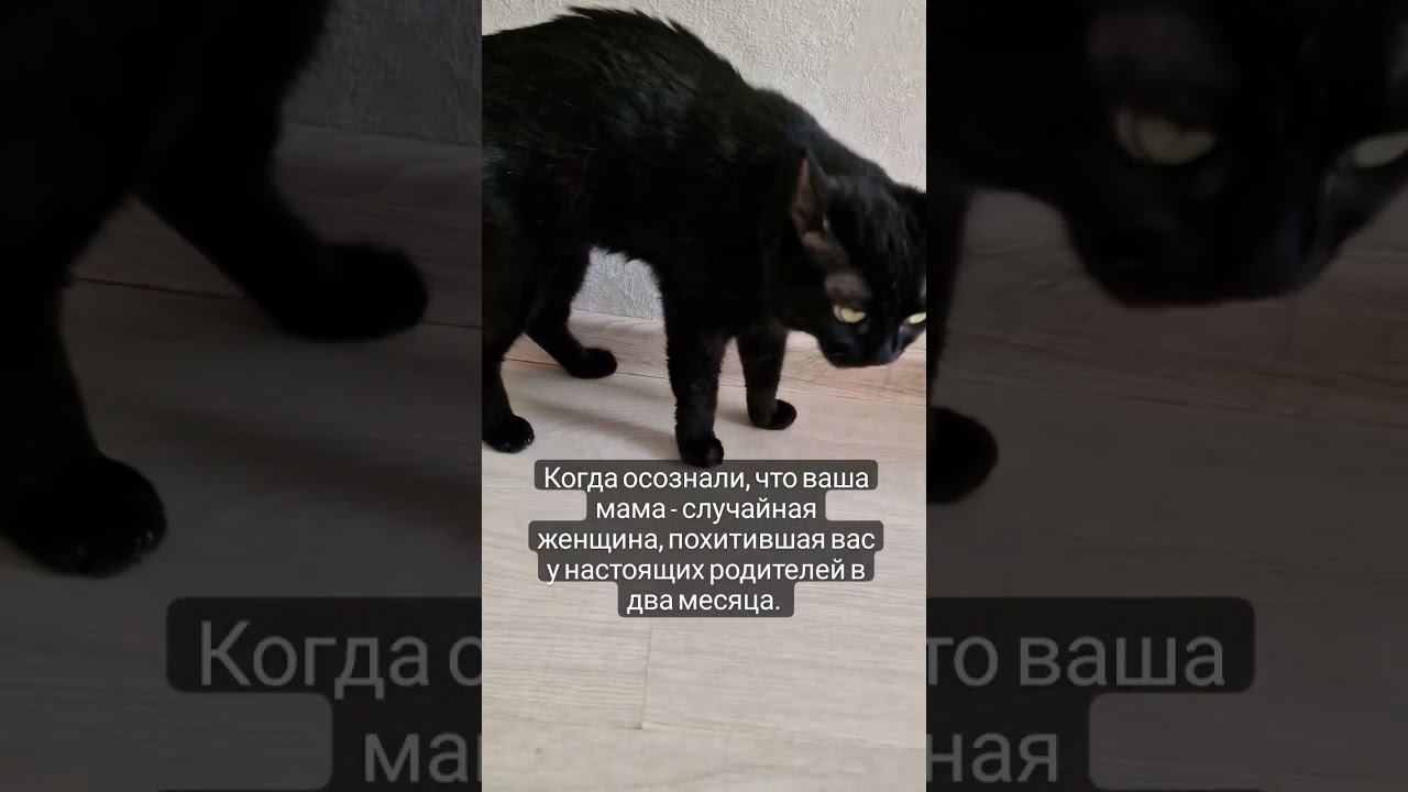 #домашниелюбимцы
