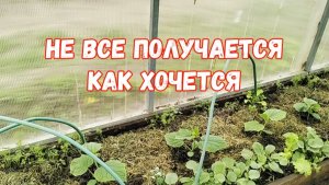 #7 🌷22 апреля Настроения нет/Не все получается как хочется