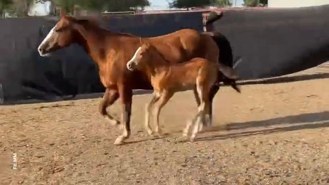 Lot 80 - Sorrel Filly (Sweet Gallo Oak x Tara Rey) (AQHA) смотреть онлайн