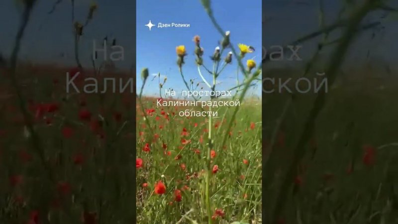 Калининградская область ❤️  #travel #nature #туризм