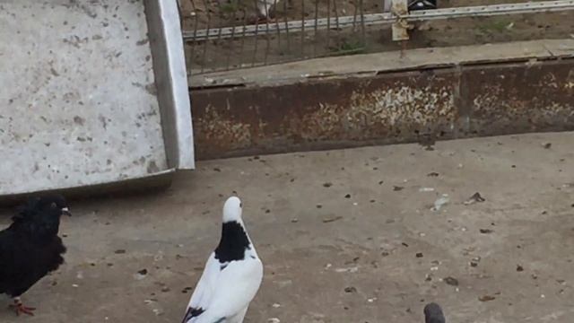 СОВЕТ и ПРОСЬБА ВСЕМ,кто смотрит мои ролики.3.11.12г. смотреть онлайн