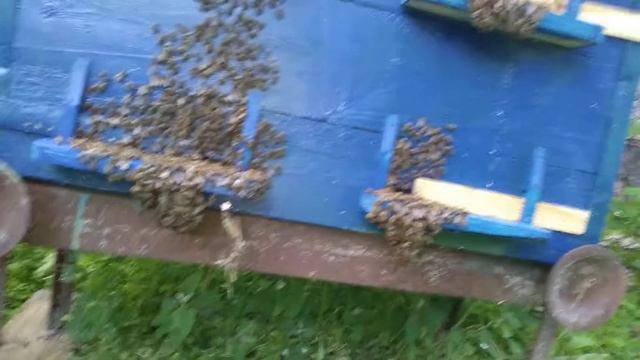 Наши пчелы в селе смотреть онлайн