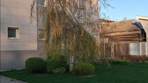 Плакучая берёза в изгороди