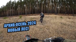 АРХИВ: ОСЕНЬ 2024- ПО НОВОМУ ЛЕСУ!